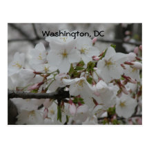 Flores de cerezo: Washington, postal de DC