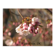 Flores de cerezo: Washington, postal de DC