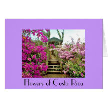 Flores de Costa Rica 01 a Felicitaciones
