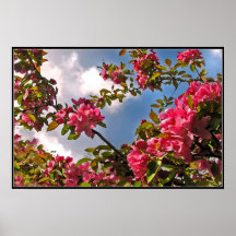 Flores de Crabapple Posters