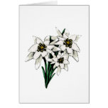 Flores de Edelweiss Felicitaciones