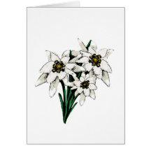 Flores de Edelweiss Felicitaciones