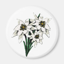 Flores de Edelweiss Imán De Frigorifico