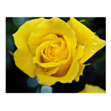 Flores de Floribunda Tarjeta Postal