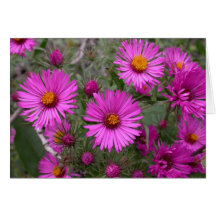 flores de la caída - aster de Nueva Inglaterra Tarjeton