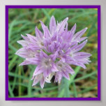 Flores de la cebolleta: Allium Schoenoprasum Poster