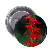 Flores de la flor cardinal pin