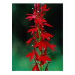 Flores de la flor cardinal tarjeta postal