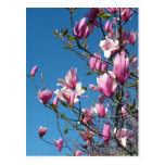 flores de la magnolia y cielo azul postales