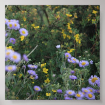 Flores de la montaña de Colorado Posters