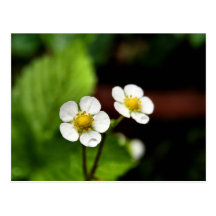 Flores de la planta de fresa tarjetas postales