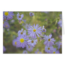 Flores de la primavera felicitaciones