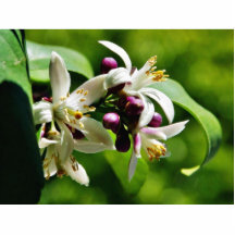 Flores de las flores esculturas fotograficas