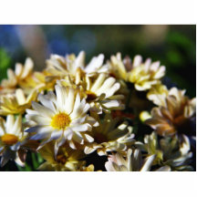 Flores de las margaritas de la margarita esculturas fotográficas