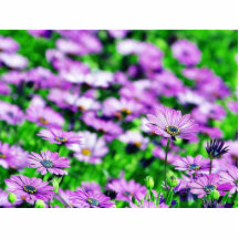Flores de las margaritas de la margarita púrpuras esculturas fotograficas