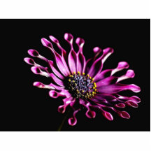 Flores de las margaritas escultura fotografica