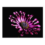Flores de las margaritas tarjetas postales