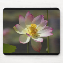 Flores de Lilly del agua Tapete De Raton