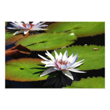 Flores de Lotus en el agua Impresion Fotografica