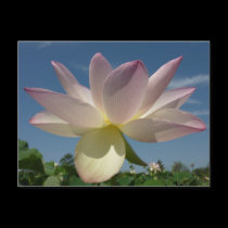Flores de Lotus y postal del cielo azul tarjetas postales