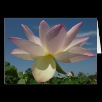 Flores de Lotus y tarjeta del cielo azul tarjetas