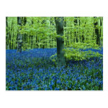 Flores de maderas del Bluebell de la aguamarina Tarjetas Postales