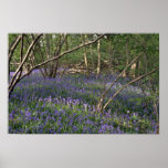 Flores de maderas del Bluebell Impresiones