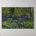 Flores de maderas del Bluebell Posters