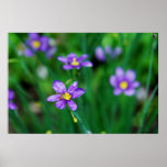 Flores de ojos azules con una abeja, poster de la 
