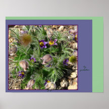 Flores de Pasque de la lavanda en poster del jardí