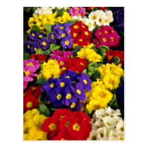 Flores del amarillo de la flor del Primula Postales