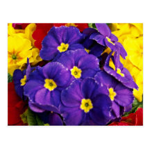 Flores del amarillo de la flor del Primula Tarjetas Postales