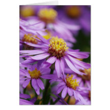 Flores del aster en una tarjeta en blanco