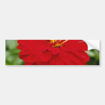 Flores del aster pegatina de parachoque