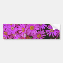 Flores del aster pegatina de parachoque
