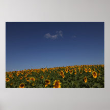 Flores del balanceo poster