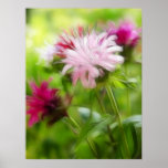 Flores del bálsamo de abeja (Monarda) - extracto Poster