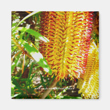 Flores del Banksia - imán