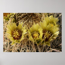 Flores del cactus de barril posters
