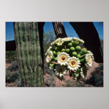 Flores del cactus del Saguaro Poster