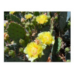 Flores del cactus tarjetas postales