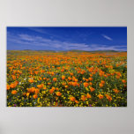 Flores del campo de la amapola poster