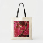 Flores del coleo del jardín (coleo Hybridus) Bolsa
