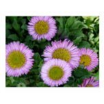 Flores del Erigeron Tarjeta Postal