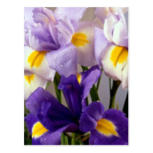 Flores del iris postales