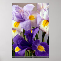 Flores del iris poster