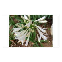 Flores del lirio blanco tarjeta de visita