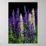 Flores del Lupine Poster