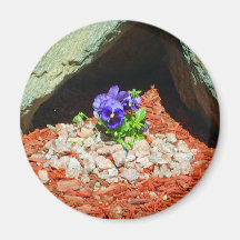 Flores del pensamiento en púrpura iman para frigorífico