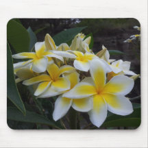 Flores del Plumeria de Hawaii Tapetes De Raton
